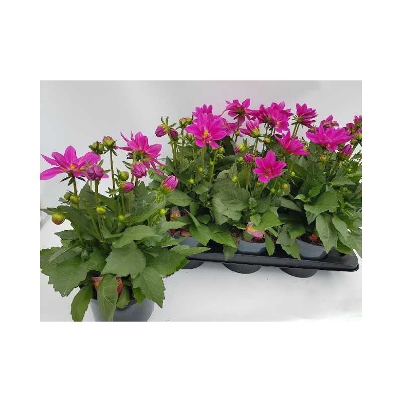 Dahlia Labella Grande Pink