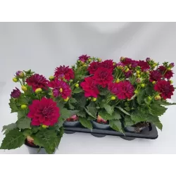  Dahlia Labella Grande CORAL