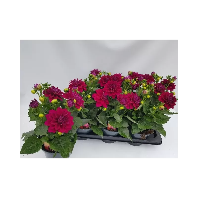 copy of Jurginas - Dahlia Labella Grande CORAL