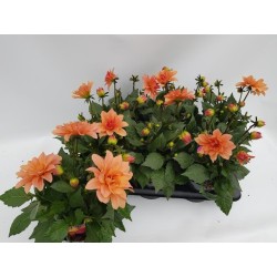 Dahlia Labella Grande FUN SUNRISE