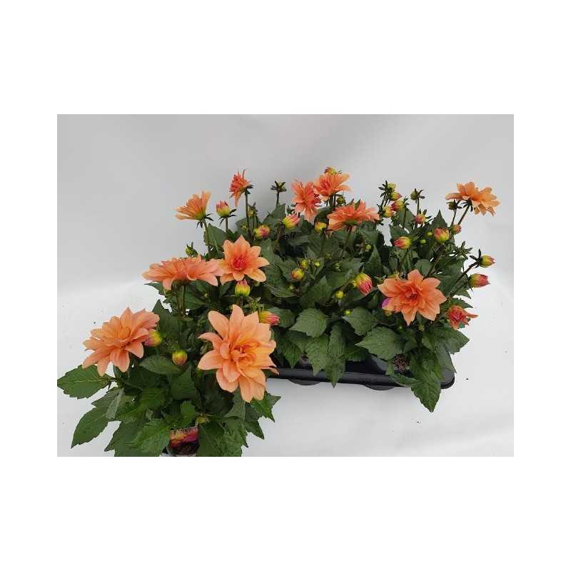 Dahlia Labella Grande FUN SUNRISE