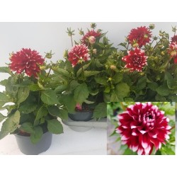 Jurginas - Dahlia Labella Grande FUN RED WHITE