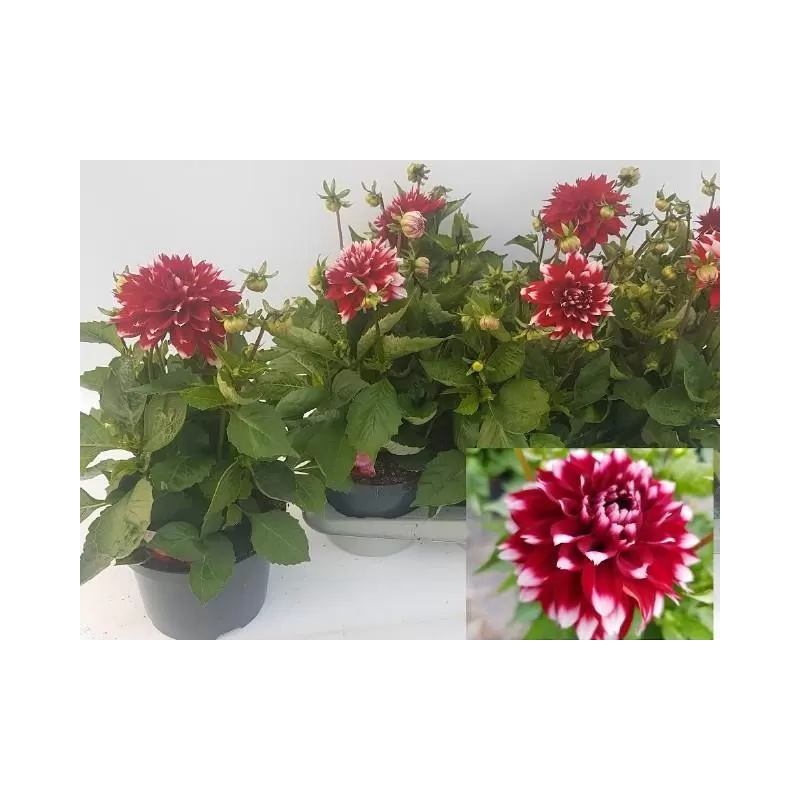 Dahlia Labella Grande FUN RED WHITE