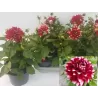 Dahlia Labella Grande FUN RED WHITE
