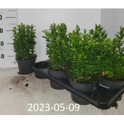 Japoninis ožekšnis - Euonymus japonicus GREEN SPIRE