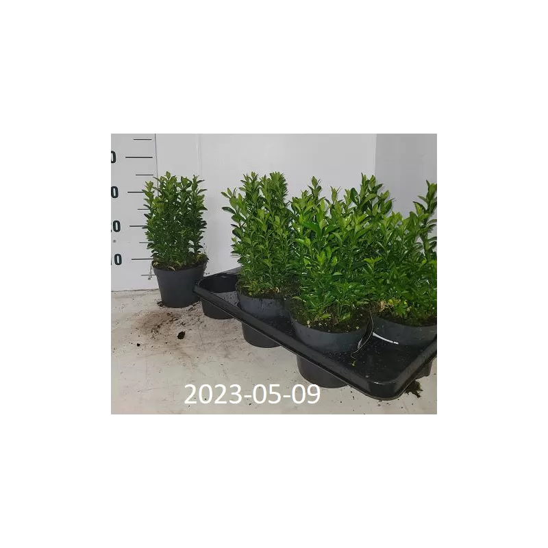 Euonymus japonicus GREEN SPIRE