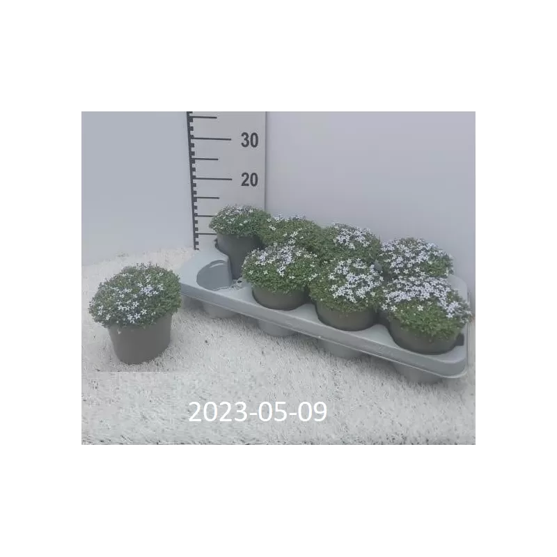 Pelkinis izotomas - Isotoma fluviatilis
