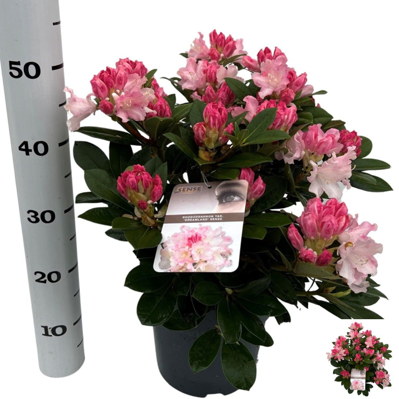 copy of Rhododendron yakushimanum PERCY WISEMAN