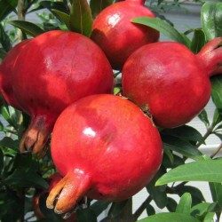 copy of Pomegranate - Punica granatum NANA