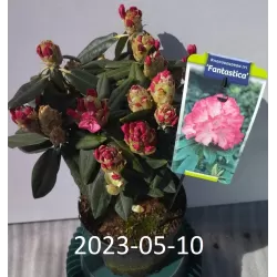 Rhododendron yakushimanum FANTASTICA