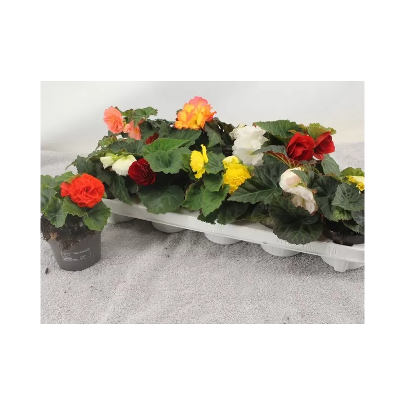 Gumbinė begonija - Begonia tuberhybryda MIX