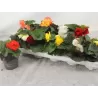 Gumbinė begonija - Begonia tuberhybryda MIX