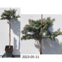Dygioji eglė (skiepytas medelis ant kotelio) - Picea pungens GLAUCA GLOBOSA C5.6 STEM70-85 90-100CM gyva foto 2022-09-11