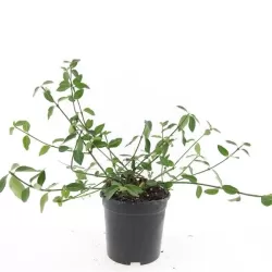 Fortūno ožekšnis - Euonymus fortunei TUSTIN