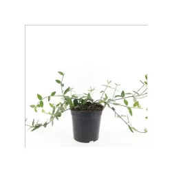 Fortūno ožekšnis - Euonymus fortunei TUSTIN