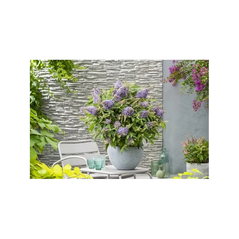 Pražangialapių budlėjų sodinukai su pristatymu į namus