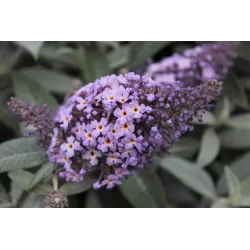 Pražangialapių budlėjų sodinukai su pristatymu į namus