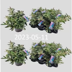 Pražangialapių budlėjų sodinukai su pristatymu į namus