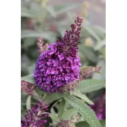 Pražangialapių budlėjų sodinukai su pristatymu į namus