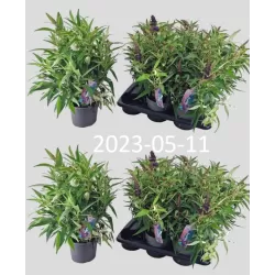 Pražangialapių budlėjų sodinukai su pristatymu į namus