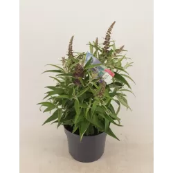 Pražangialapių budlėjų sodinukai su pristatymu į namus