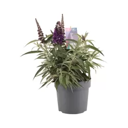 Pražangialapių budlėjų sodinukai su pristatymu į namus