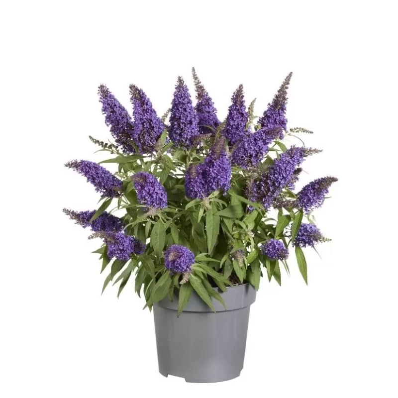 Pražangialapių budlėjų sodinukai su pristatymu į namus