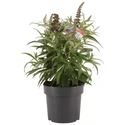 Pražangialapių budlėjų sodinukai su pristatymu į namus