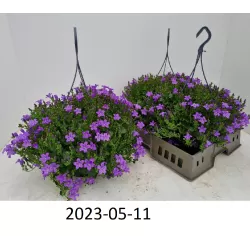 Garden plants/Trees/Flowers/ web-shop