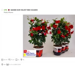 Mandevila (sundavilė, mandevilė, dipladenija) - Mandevilla sundaville (syn. dipladenia) 15Ø 40cm