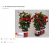 Mandevila (sundavilė, mandevilė, dipladenija) - Mandevilla sundaville (syn. dipladenia) 15Ø 40cm