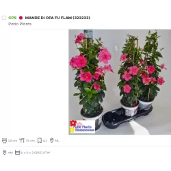 Mandevila (sundavilė, mandevilė, dipladenija) - Mandevilla sundaville (syn. dipladenia) 15Ø 40cm