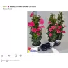 Mandevila (sundavilė, mandevilė, dipladenija) - Mandevilla sundaville (syn. dipladenia) 15Ø 40cm