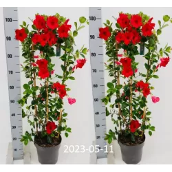 Mandevila (sundavilė, mandevilė, dipladenija) - Mandevilla sundaville (syn. dipladenia) 15Ø 40cm