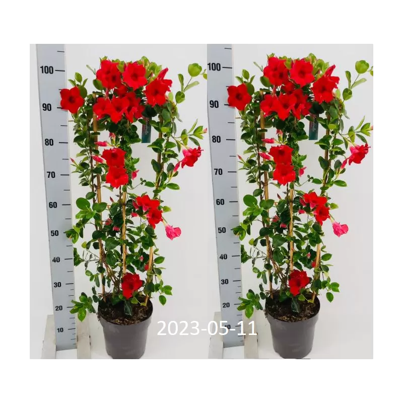 Mandevila (sundavilė, mandevilė, dipladenija) - Mandevilla sundaville (syn. dipladenia) 15Ø 40cm