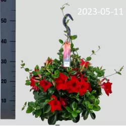 Mandevila (sundavilė, mandevilė, dipladenija) - Mandevilla sundaville (syn. dipladenia) 15Ø 40cm