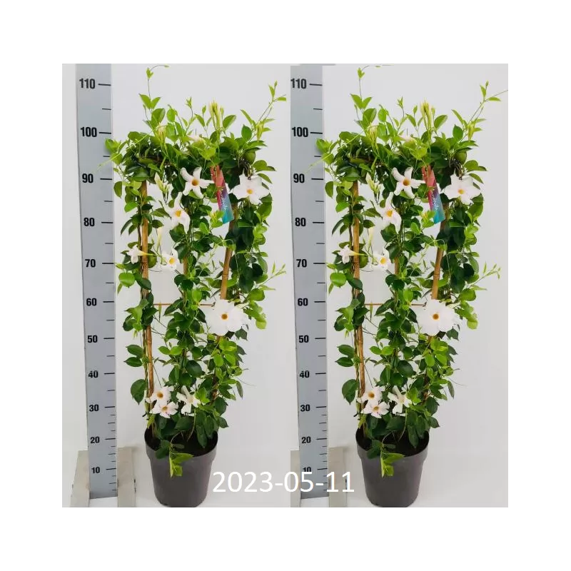 Mandevila (sundavilė, mandevilė, dipladenija) - Mandevilla sundaville (syn. dipladenia) 15Ø 40cm
