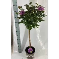 Rožė - Rosa ROYAL PURPLE
