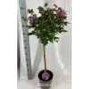 Rosa ROYAL PURPLE