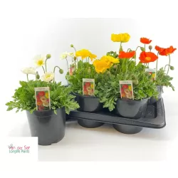Papaver nudicaule