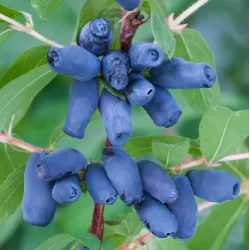 Valgomasis sausmedis - Lonicera caerulea kamtschatica SINIČKA