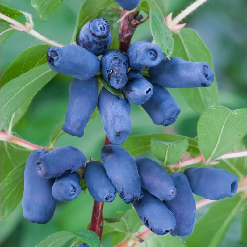 Valgomasis sausmedis - Lonicera caerulea kamtschatica SINIČKA