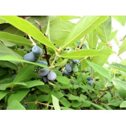 copy of Honeyberry - Lonicera caerulea kamtschatica WOJTEK
