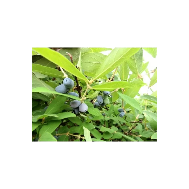 Valgomasis sausmedis - Lonicera caerulea kamtschatica ZOLUŠKA SALASPILS