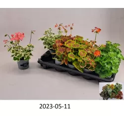 Juostuotoji pelargonija margalapė - Pelargonium zonale mix