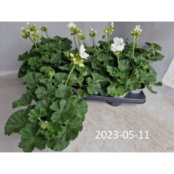 Juostuotoji pelargonija - Pelargonium zonale SAVANNAH WHITE