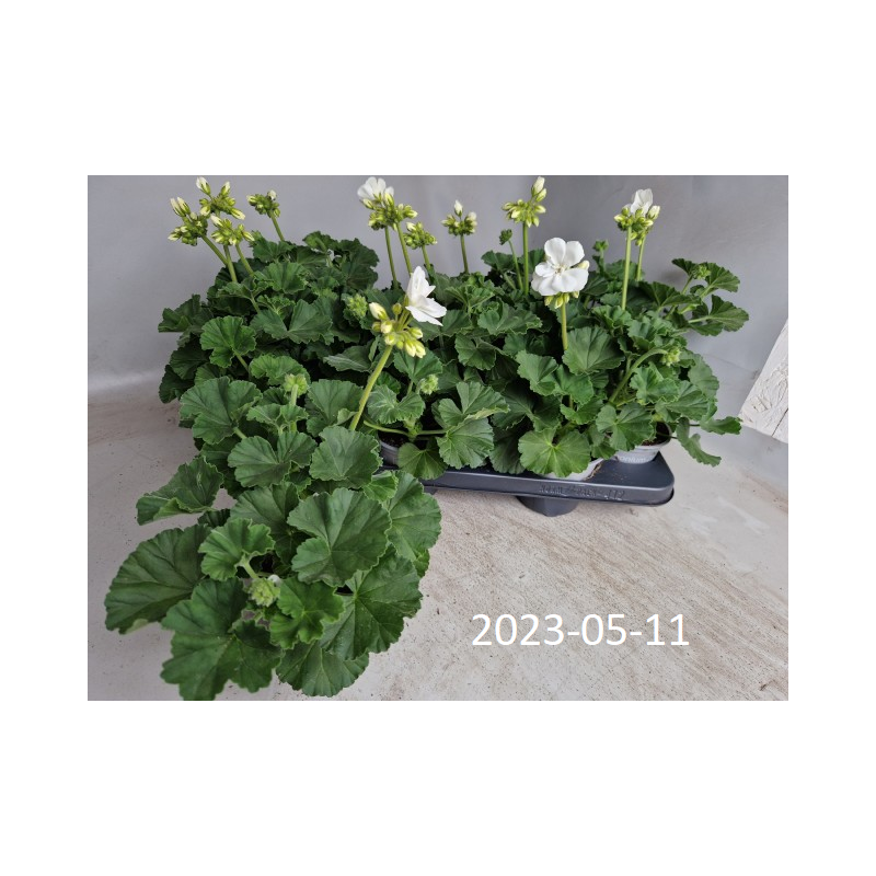 copy of Pelargonium zonale Toscana Sil Lisa