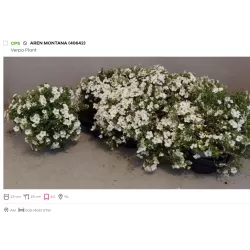 Kalninė smiltė - Arenaria montana