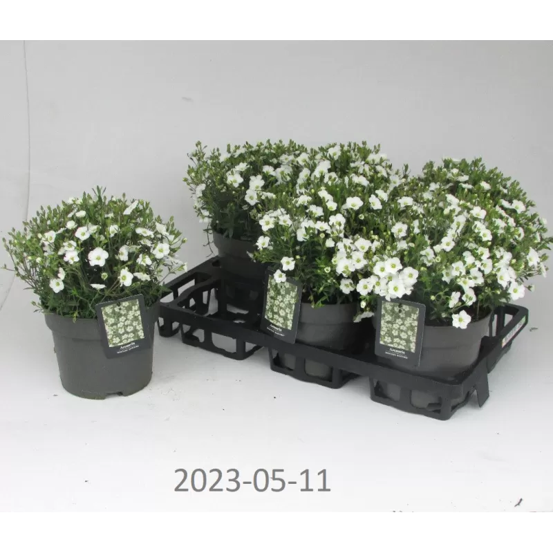 Kalninė smiltė - Arenaria montana