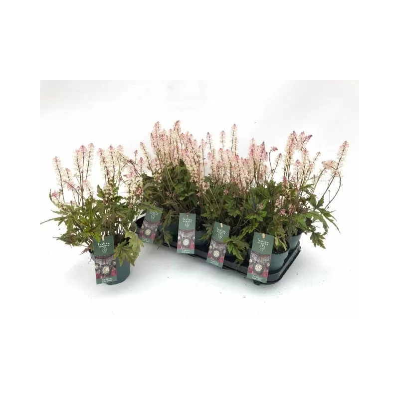 Heucherella tiarelloides